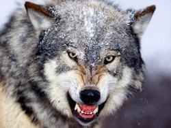 Angry_Wolf